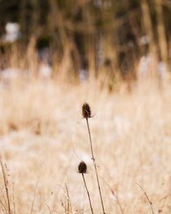 Close-up of thistle on field