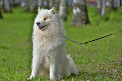 Dog looking away on field