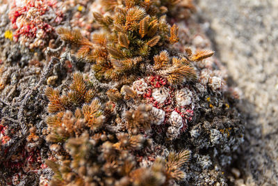 Close-up of coral in sea