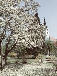 Branches of a tree with building in background