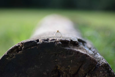 Close-up of insect