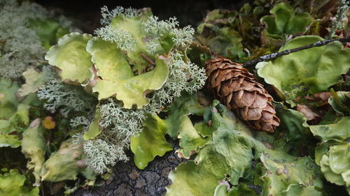 High angle view of leaves on plant
