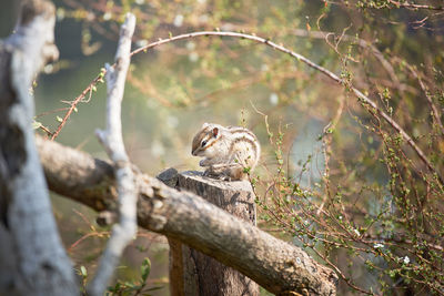 Squirrel on wooden stump