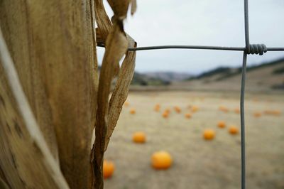 Close-up of fence on field