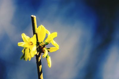 Low angle view of flowers against clear sky