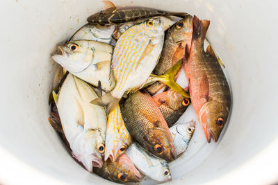 High angle view of fish in container