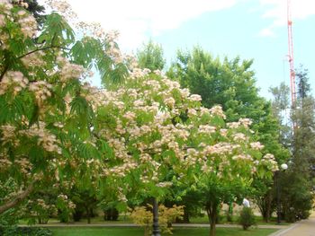 Flowering plants and trees against sky