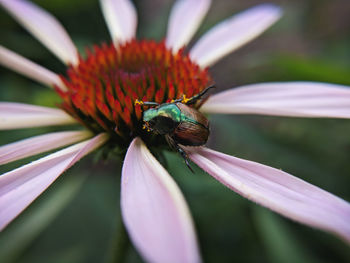 Close-up of beetle sitting on purple flower