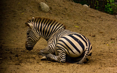 Zebra crossing on field