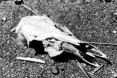 High angle view of animal skull