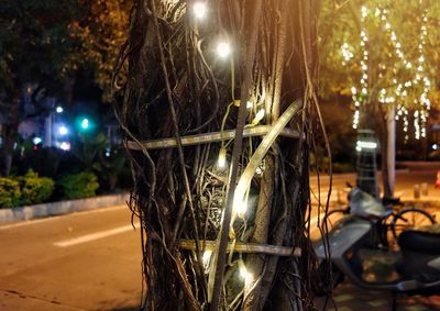 Close-up of illuminated tree at night