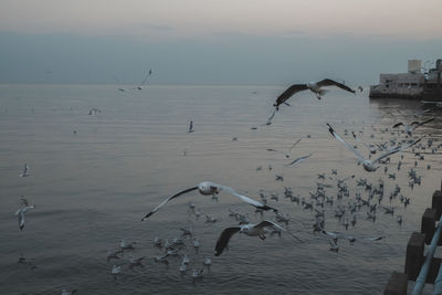 Seagulls flying over sea against sky