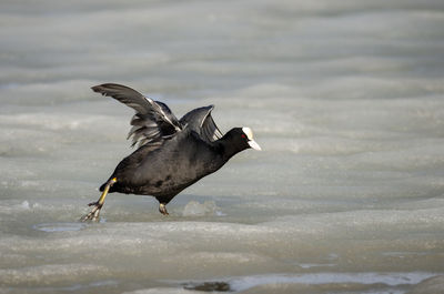 Bird flying over lake during winter