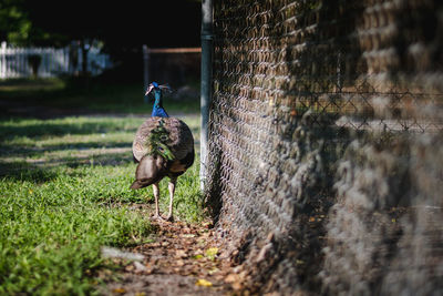 View of a bird on field