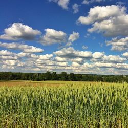 agriculture
