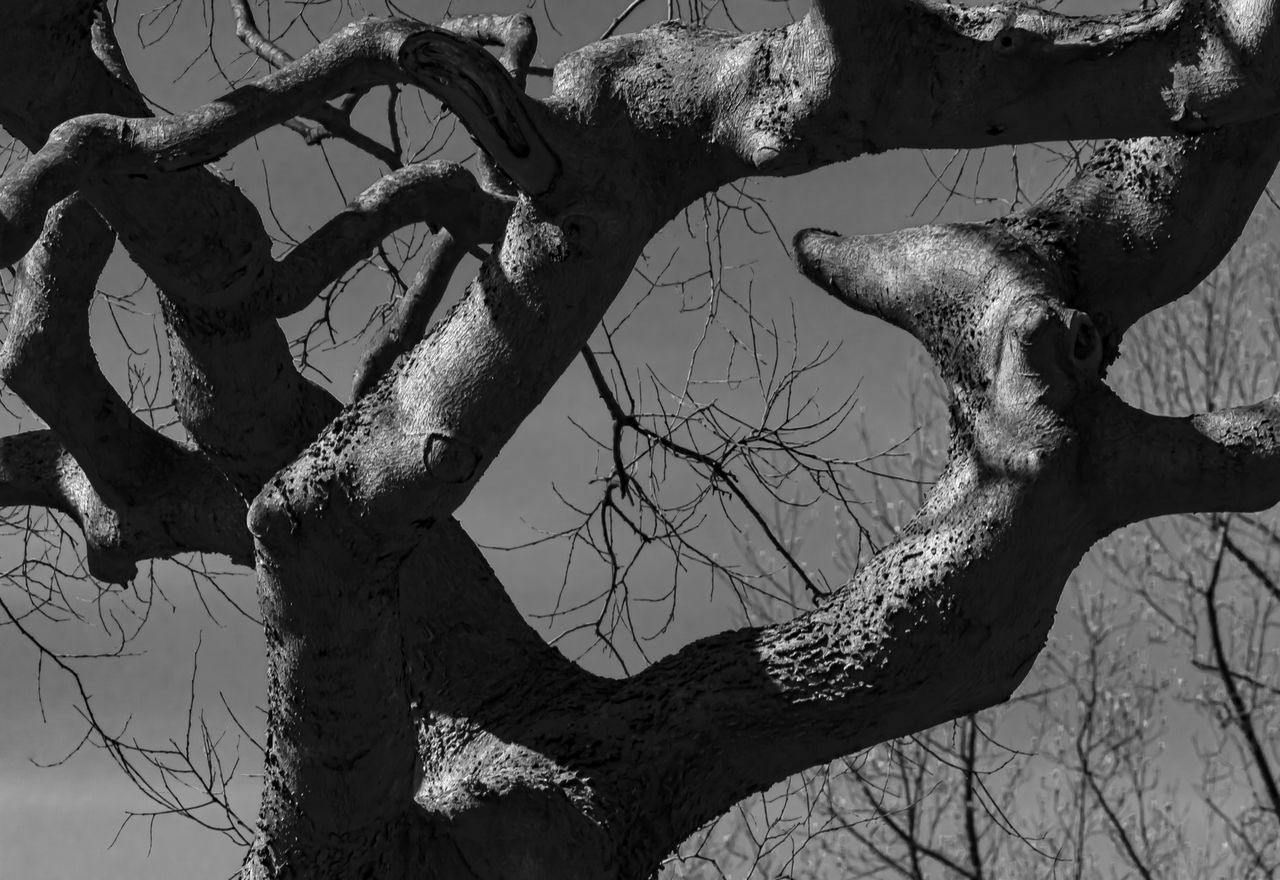 LOW ANGLE VIEW OF BARE TREE TRUNK