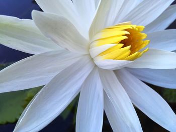 Close-up of fresh white flower blooming outdoors