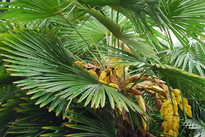 Close-up of palm tree