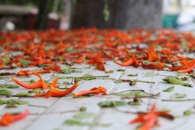 Close-up of orange flowers on plate