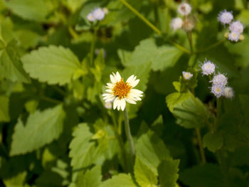 Close-up of white flowering plant