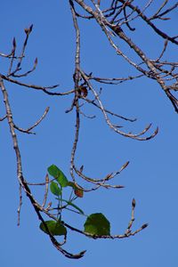 Low angle view of plant against clear blue sky