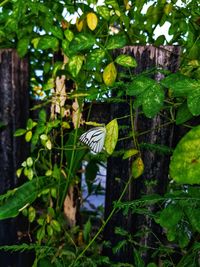 Butterfly on plant