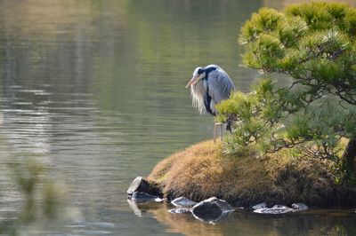 High angle view of gray heron by lake