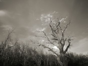 Low angle view of trees against sky
