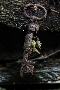 Close-up of rusty chain on tree