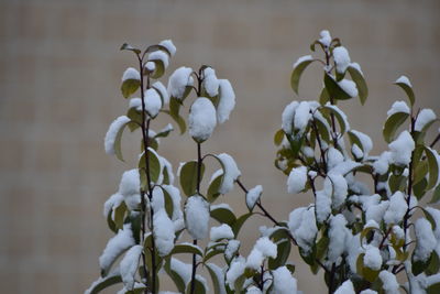 Close-up of white flowering plant