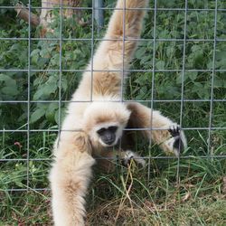 Close-up of sheep on grass