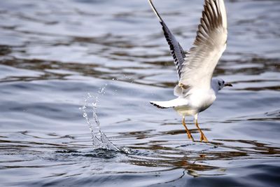 Seagull flying over sea