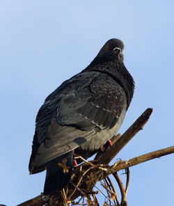 Low angle view of eagle perching on tree against sky