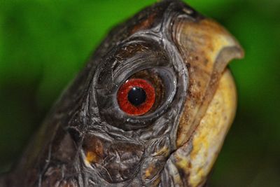 Close-up of bird