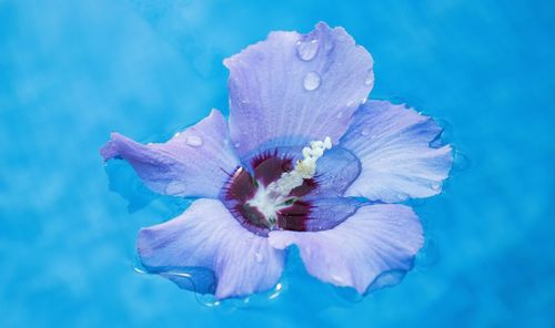 Close-up of purple flower on blue water