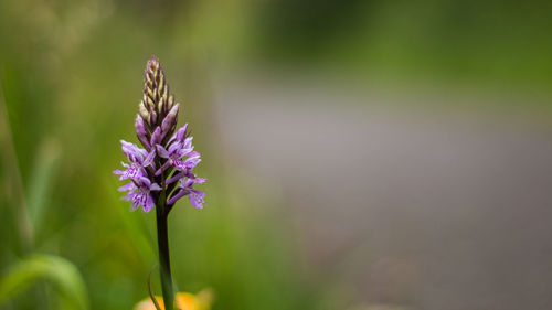 Close-up of purple flowering plant on field