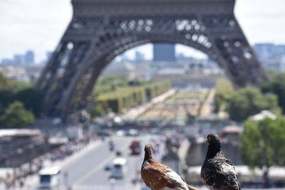 Birds perching against eiffel tower