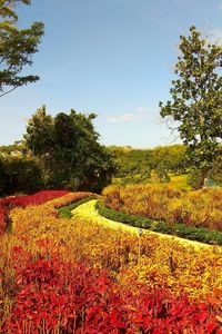 Scenic view of flowering trees on field against sky