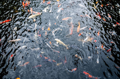 High angle view of koi carps swimming in sea