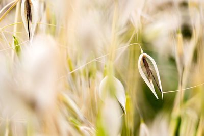 Close-up of plant in field