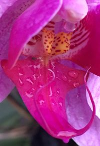 Close-up of pink flowers
