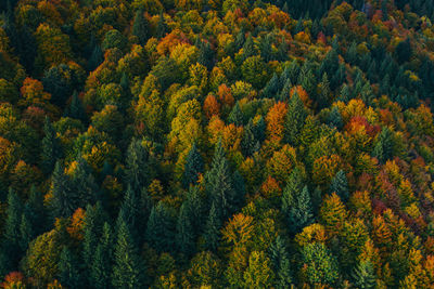 High angle view of pine trees in forest during autumn