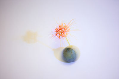 macro photography