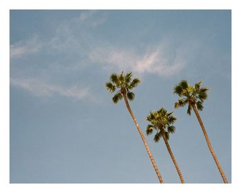 Low angle view of palm trees against sky