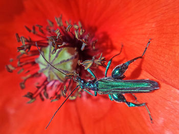 Close-up of butterfly on flower