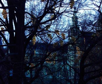 Low angle view of bare trees against sky