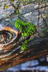 Full frame shot of tree trunk