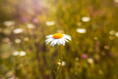 Close-up of white daisy flower