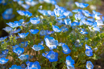 Close-up of blue flowering plant