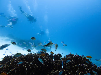 Fish swimming in sea